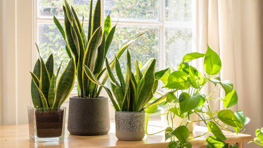 Upgrade Your Greenery: Simple Tips for Stylish Indoor Plant Pots