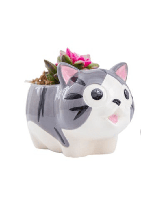 Cute Indoor Plant Pot, Succulent Pots with Drainage Hole, Cat