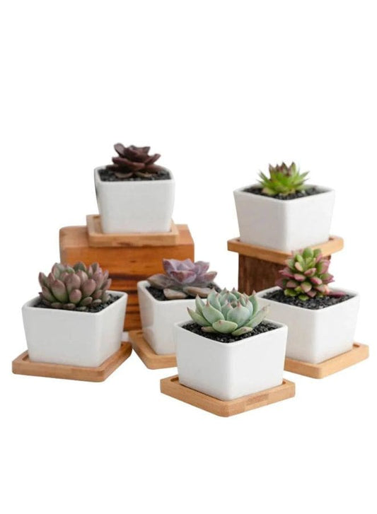 6 Pcs Geometric Succulent Indoor Flower Pots, Set of 6 White Ceramic Succulent Square Plant Pots with Bamboo Tray (Plants NOT Included) - Fatio General Trading