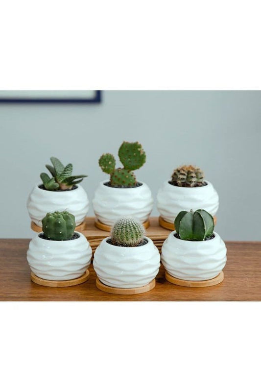 6 Pcs Geometric Succulent Indoor Flower Pots, Set of 6 White Ceramic Succulent Wave Design Plant Pots with Bamboo Tray (Plants NOT Included) - Fatio General Trading