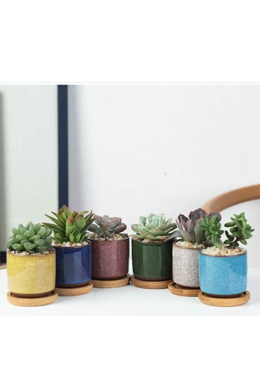 6pcs Small Succulent Plant Pots Plant Container Small Flower pot for Store Office Living Room Interior Design (plant not included) - Fatio General Trading
